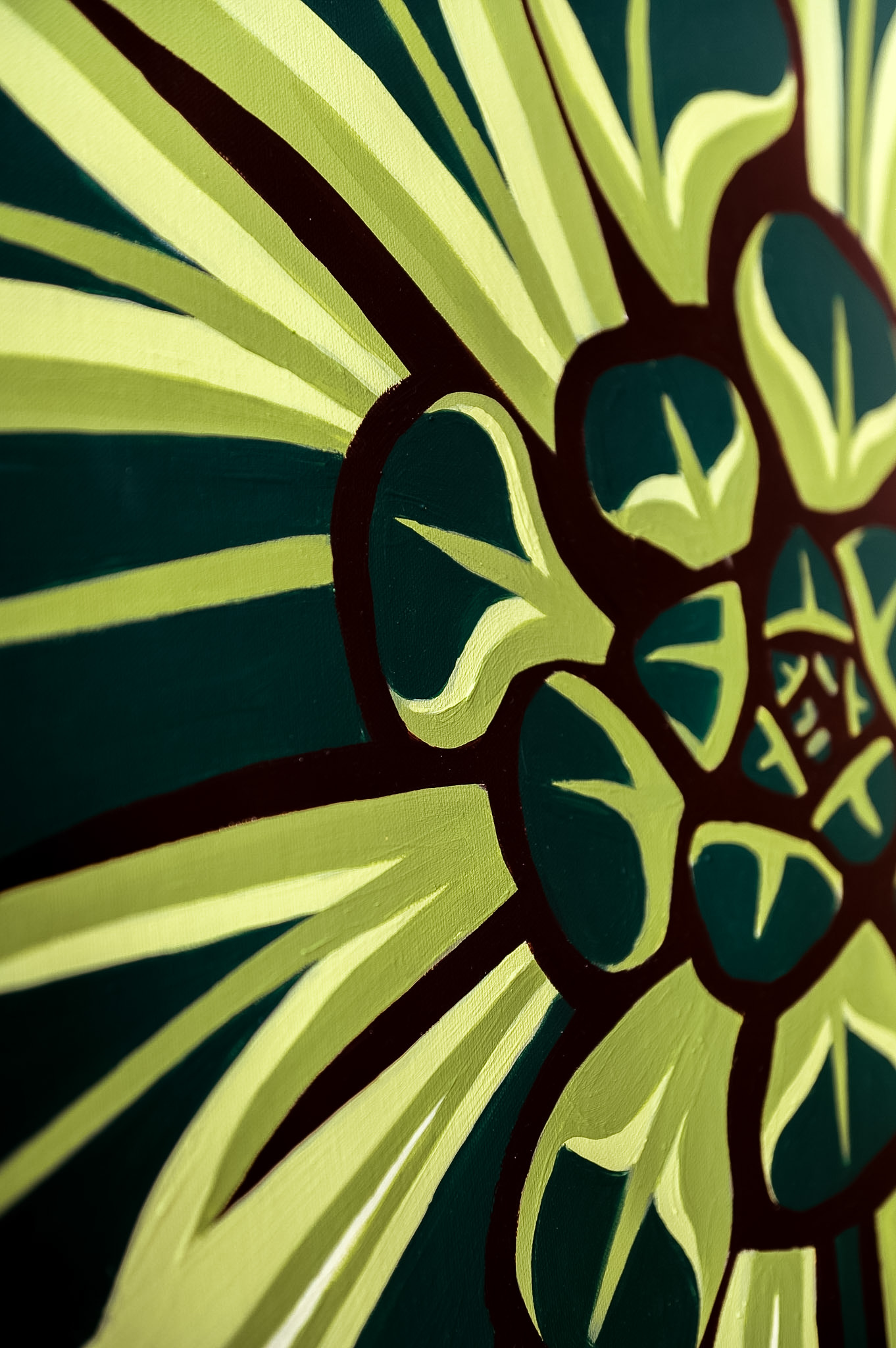 Aeonium — 2